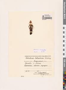 Мытник прелестный Adams ex Steven, Сибирь, Чукотка и Камчатка (S7) (Россия)