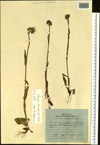 Пепельник тундровый (Tolm.) B. Nord., Сибирь, Чукотка и Камчатка (S7) (Россия)