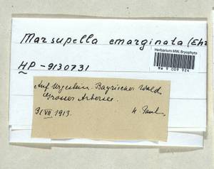 Marsupella emarginata (Ehrh.) Dumort., Гербарий мохообразных, Мхи - Западная Европа (BEu) (Германия)