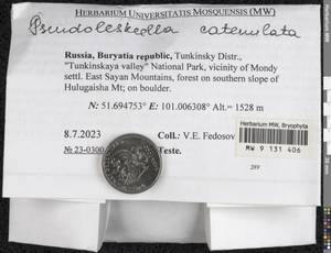 Pseudoleskeella catenulata (Brid. ex Schrad.) Kindb., Гербарий мохообразных, Мхи - Прибайкалье и Забайкалье (B18) (Россия)