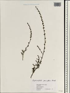 Лепторабдос мелкоцветковый (Benth.) Benth., Зарубежная Азия (ASIA) (Непал)