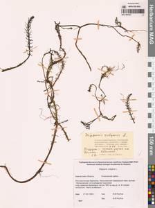 Хвостник обыкновенный, Водяная сосенка L., Сибирь, Чукотка и Камчатка (S7) (Россия)