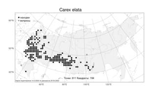 Carex elata, Осока высокая All., Атлас флоры России (FLORUS) (Россия)