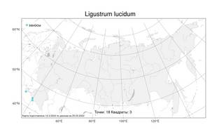 Ligustrum lucidum, Бирючина блестящая W.T.Aiton, Атлас флоры России (FLORUS) (Россия)