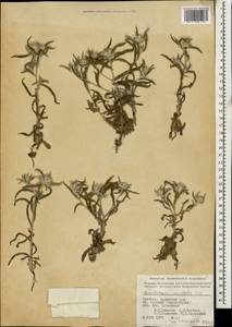 Echinops acantholepis Jaub. & Spach, Кавказ, Армения (K5) (Армения)