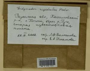 Didymodon rigidulus Hedw., Гербарий мохообразных, Мхи - Центральное Нечерноземье (B6) (Россия)
