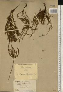Вереск обыкновенный (L.) Hull, Восточная Европа, Северо-Украинский район (E11) (Украина)