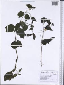 Alternanthera flavescens (Mart.) Kunth, Америка (AMER) (Гренада)