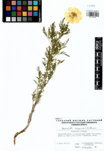 Горицвет сибирский Patrin ex Ledeb., Сибирь, Прибайкалье и Забайкалье (S4) (Россия)