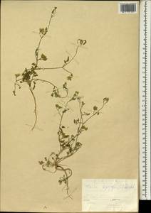 Пупырник тонколистный, Торилис тонколистный (L.) Rchb. fil., Зарубежная Азия (ASIA) (Турция)