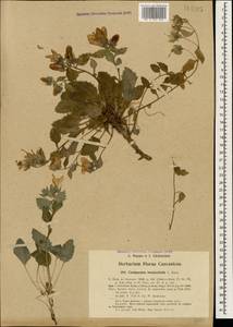 Campanula betulifolia K.Koch, Кавказ, Турецкий Кавказ (K7) (Турция)