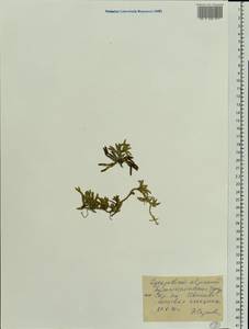 Дифазиаструм альпийский (L.) Holub, Восточная Европа, Северный район (E1) (Россия)
