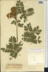 Albizia ferruginea (Guill. & Perr.)Benth., Африка (AFR) (Мали)