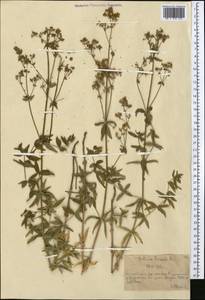 Подмаренник северный L., Средняя Азия и Казахстан, Северный и Центральный Тянь-Шань (M4) (Казахстан)