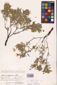 Горицвет волжский, Адонис волжский DC., Восточная Европа, Центральный лесостепной район (E6) (Россия)