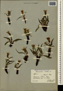 Pseudopodospermum crispatulum (DC.) Zaika, Sukhor. & N. Kilian, Крым (KRYM) (Россия)