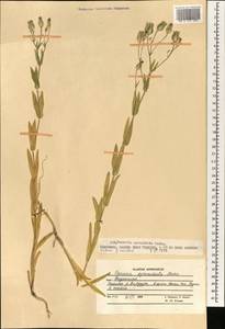 Gypsophila vaccaria (L.) Sm., Зарубежная Азия (ASIA) (Афганистан)