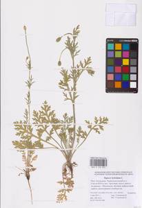 Roemeria sicula (Guss.) Galasso, Banfi, L. Sáez & Bartolucci, Восточная Европа, Нижневолжский район (E9) (Россия)