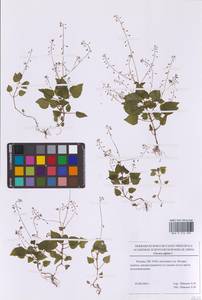 Двулепестник альпийский L., Восточная Европа, Московская область и Москва (E4a) (Россия)