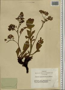 Limonium gmelini (Willd.) Kuntze, Сибирь, Алтай и Саяны (S2) (Россия)