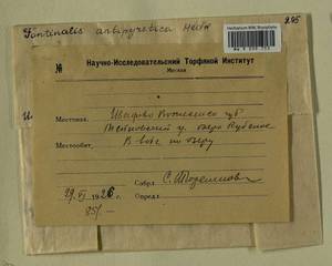 Fontinalis antipyretica Hedw., Гербарий мохообразных, Мхи - Центральное Нечерноземье (B6) (Россия)