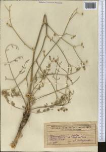 Жабрица пушистоголовая (Pall. ex Spreng.) Schischk., Средняя Азия и Казахстан, Прикаспийский Устюрт и Северное Приаралье (M8) (Казахстан)