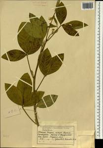 Crotalaria, Зарубежная Азия (ASIA) (Индия)