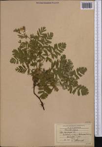 Лапчатка вильчатая (L.) Kurtto & T.Erikss., Средняя Азия и Казахстан, Северный и Центральный Казахстан (M10) (Казахстан)