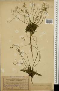 Crepis sancta subsp. sancta, Кавказ, Азербайджан (K6) (Азербайджан)