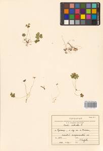 Кислица обыкновенная L., Сибирь, Дальний Восток (S6) (Россия)