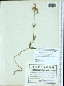 Смолевка обыкновенная, Хлопушка (Moench) Garcke, Восточная Европа, Центральный район (E4) (Россия)