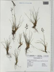 Festuca quadriflora Honck., Западная Европа (EUR) (Франция)