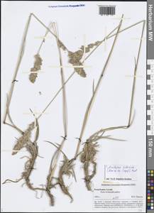 Arctopoa tibetica (Munro ex Stapf) Prob., Сибирь, Алтай и Саяны (S2) (Россия)