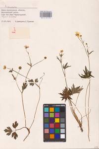 Лютик, Восточная Европа, Западно-Украинский район (E13) (Украина)