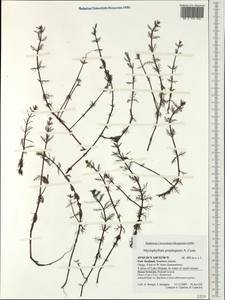 Myriophyllum propinquum A. Cunn., Австралия и Океания (AUSTR) (Новая Зеландия)