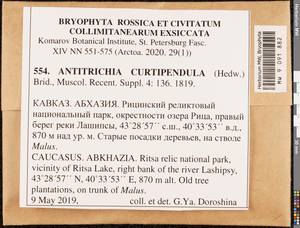 Antitrichia curtipendula (Hedw.) Brid., Гербарий мохообразных, Мхи - Закавказье (B13) (Абхазия)