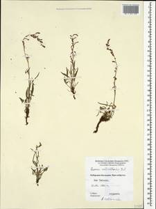 Щавель щавельковидный (Balansa) Den Nijs, Кавказ, Ставропольский край, Карачаево-Черкесия, Кабардино-Балкария (K1b) (Россия)