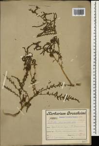 Nitrosalsola ericoides (M. Bieb.) Theodorova, Кавказ, Армения (K5) (Армения)