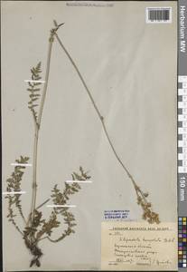 Таволга обыкновенная Moench, Восточная Европа, Центральный лесостепной район (E6) (Россия)