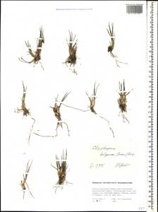 Клейстогенес поздний (L.) Keng, Кавказ, Ставропольский край, Карачаево-Черкесия, Кабардино-Балкария (K1b) (Россия)