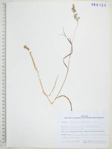 Вейник лапландский (Wahlenb.) Hartm., Сибирь, Дальний Восток (S6) (Россия)