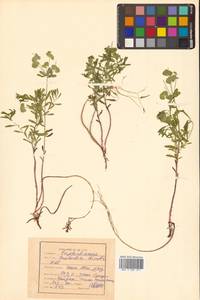 Молочай острый, Сибирь, Дальний Восток (S6) (Россия)