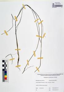 MAG 0003246, Ежеголовник злаковидный, Ежеголовник злаковый Georgi, Сибирь, Чукотка и Камчатка (S7) (Россия)