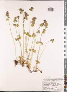 Белокудренник черный L., Восточная Европа, Центральный район (E4) (Россия)