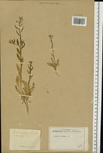 Хориспора нежная, Хориспора тоненькая (Pall.) DC., Восточная Европа, Ростовская область (E12a) (Россия)