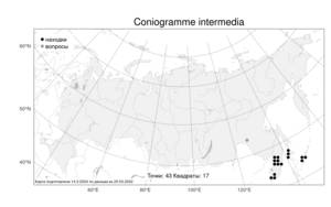 Coniogramme intermedia, Кониограмма средняя Hieron., Атлас флоры России (FLORUS) (Россия)