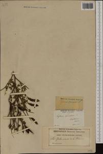 Calicotome villosa (Poir.)Link, Западная Европа (EUR) (Франция)
