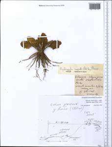 Haplocarpha rueppelii (Sch.Bip.) Beauverd, Африка (AFR) (Эфиопия)