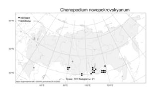 Chenopodium novopokrovskyanum (Aellen) Uotila, Атлас флоры России (FLORUS) (Россия)