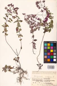 MHA 0 156 705, Душица обыкновенная L., Восточная Европа, Нижневолжский район (E9) (Россия)